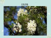 【中職專用】高中語文 高教版·基礎(chǔ)模塊上冊(cè) 八《窗前的樹》 （課件）