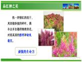 【中職專用】高中語文 高教版·基礎(chǔ)模塊上冊(cè)   六  《離太陽最近的樹》教學(xué)課件