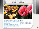 《虞美人》课件