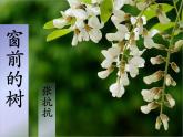8 《窗前的樹》課件 高教版中職語文基礎(chǔ)模塊上冊