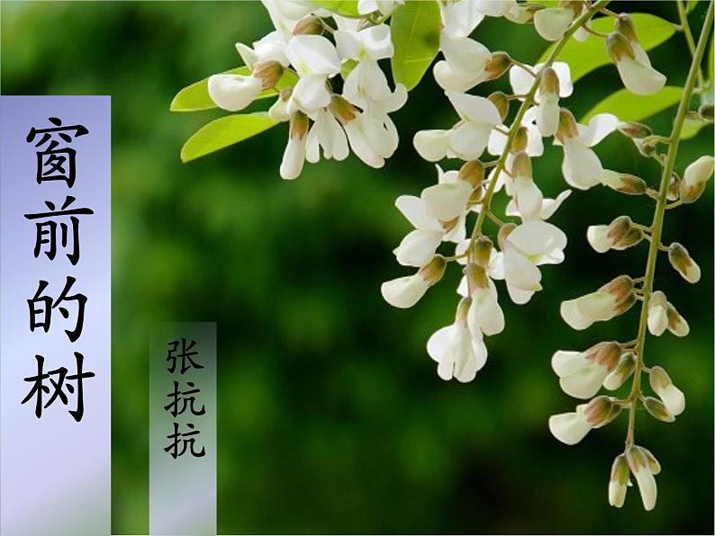 8 《窗前的树》课件 高教版中职语文基础模块上册01