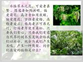 8 《窗前的樹》課件 高教版中職語文基礎(chǔ)模塊上冊