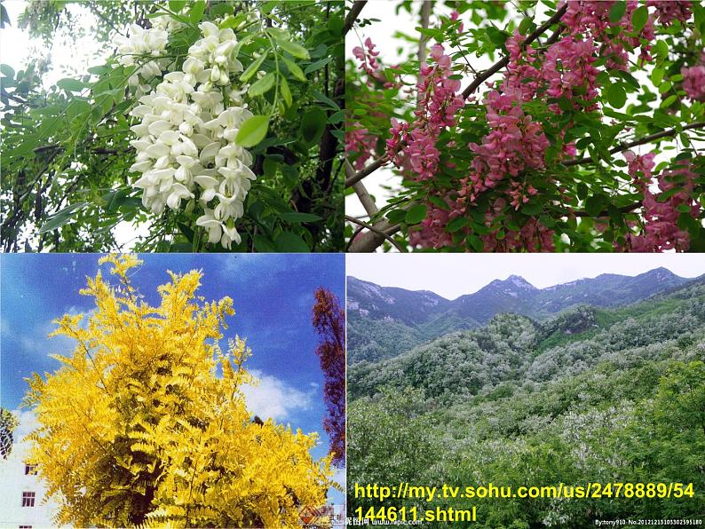 8 《窗前的树》课件 高教版中职语文基础模块上册04