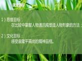 《喜看稻菽千层浪——记首届国家最高科学奖获得者袁隆平》课件