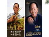 5.2《喜看稻菽千重浪》课件-《语文》（高教版2023•基础模块上册）