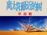 《離太陽(yáng)最近的樹》課件