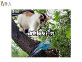 部编高教版2023+中职语文+ 职业模块动物游戏之谜-课件