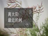 6《離太陽(yáng)最近的樹》課件++2023—2024學(xué)年高教版中職語(yǔ)文基礎(chǔ)模塊上冊(cè)