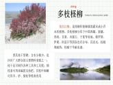 6《離太陽(yáng)最近的樹》課件++2023—2024學(xué)年高教版中職語(yǔ)文基礎(chǔ)模塊上冊(cè)