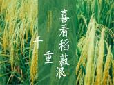 中职语文部编高教版（2023）基础模块上册-第五单元第二课《喜看稻菽千重浪——记首届国家最高科学技术奖获得者袁隆平》课件PPT