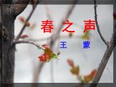 《春之声》课件