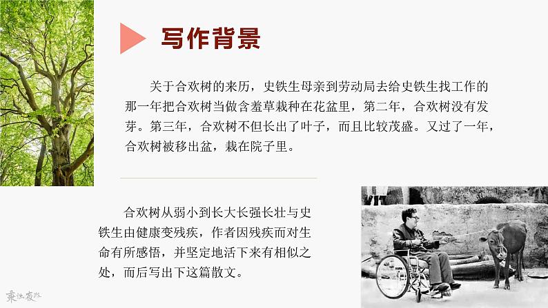 中职语文高教版基础模块下册第一单元第一课-史铁生《合欢树》课件PPT08