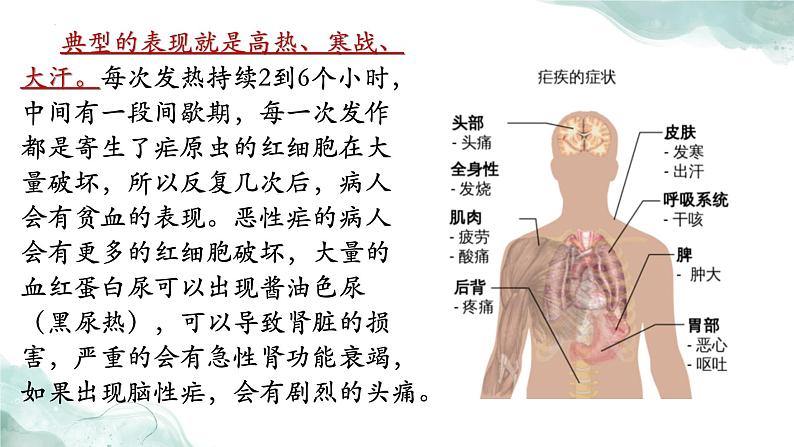 《青蒿素：人类征服疾病的一小步》ppt  中职语文06