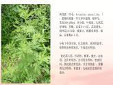 《青蒿素：人类对抗疾病的一小步》课件-【中职专用】高一语文同步教学课件（高教版2023基础模块下册）