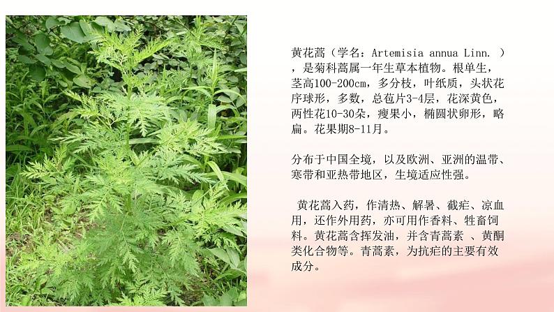 《青蒿素：人类对抗疾病的一小步》课件-【中职专用】高一语文同步教学课件（高教版2023基础模块下册）05