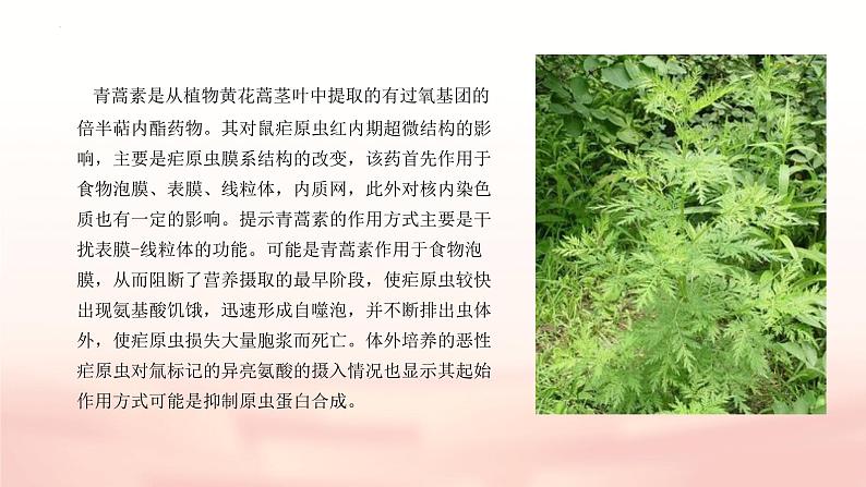 《青蒿素：人类对抗疾病的一小步》课件-【中职专用】高一语文同步教学课件（高教版2023基础模块下册）06