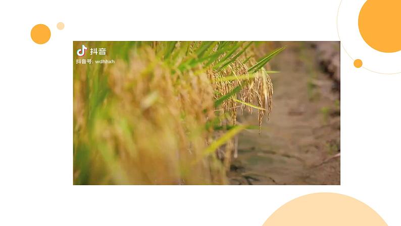 中职语文部编高教版基础模块上册第五单元《喜看稻菽千重浪》授课课件05