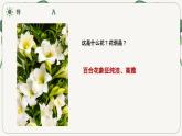 高教版中职语文基础模块下册20百合花-课件+教学设计+第五单元检测
