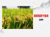 部编高教版中职语文职业模块5-2《喜看稻菽千重浪》 课件