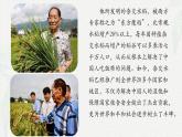 《喜看稻菽千重浪》-2024-2025学年高一基础模块上册同步备课教学课件（高教版2023）