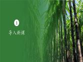 中職高教版(2023)語文基礎(chǔ)模塊下冊-第六單元6.2青紗帳 甘蔗林【課件】