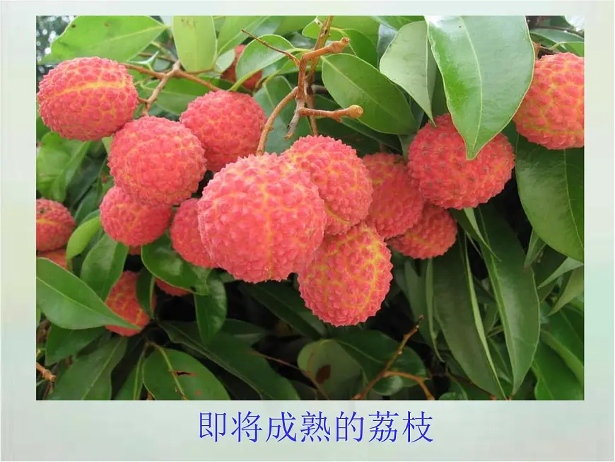 【中职专用】高中语文 高教版 职业模块 《南州六月荔枝丹》教学课件第2页