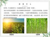 部編高教版2023 中職語文基礎(chǔ)模塊下冊6.2《青紗帳——甘蔗林》-課件