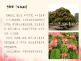 中職語文高教版（中職）基礎(chǔ)模塊 下冊第一單元閱讀與欣賞一 合歡樹 課件