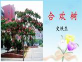 中職語文高教版（中職）基礎(chǔ)模塊 下冊第一單元閱讀與欣賞一 合歡樹 課件