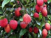 中職語文高教版（中職）基礎(chǔ)模塊 下冊(cè)第二單元 閱讀與欣賞六 南州六月荔枝丹 課件