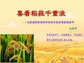 中職語文部編高教版(2023) 基礎(chǔ)模塊 上冊 第五單元二 喜看稻菽千重浪——記首屆國家最高科學(xué)技術(shù)獎獲得者袁隆平 課件