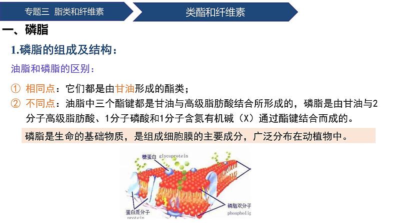 中职化学 高教版2021 农林牧渔类 同步课堂 专题三 第二、三节 类酯和纤维素（课件）06