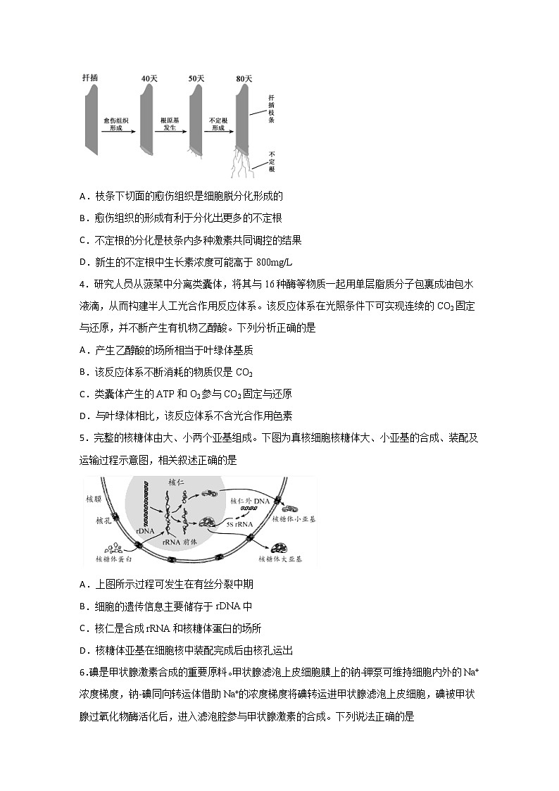 2021四川省棠湖中学高三上学期开学考试理科综合试题含答案第2页