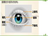 小班健康《保护眼睛》PPT课件+教案