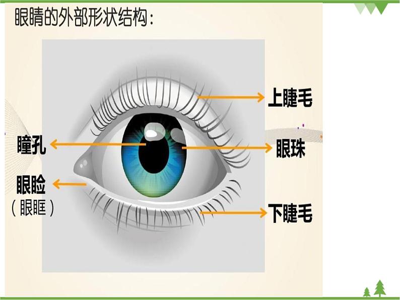 小班健康《保护眼睛》PPT课件+教案04