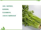 小班健康《蔬菜寶寶營養(yǎng)多》PPT課件+教案
