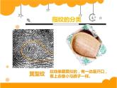 幼兒園小班科學(xué)領(lǐng)域《奇妙的指紋》課件+教案