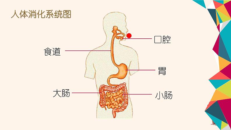 大班科学《食物冒险旅行》课件第7页