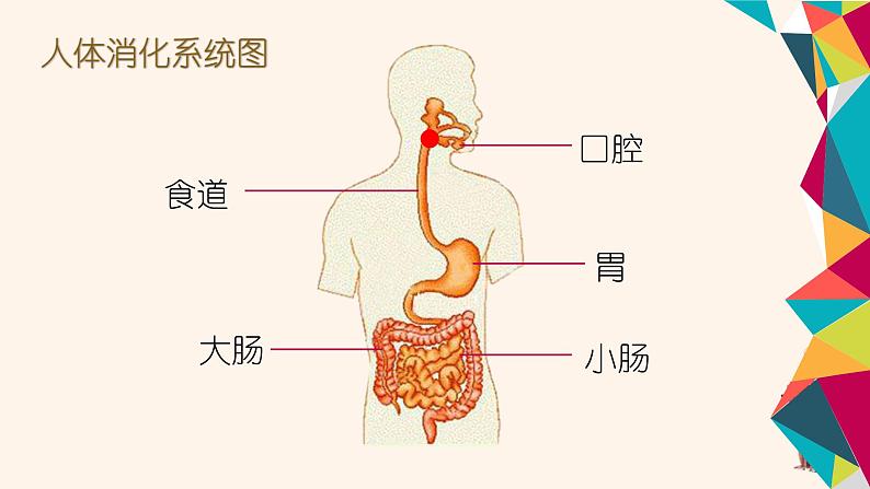 大班科学《食物冒险旅行》课件第8页