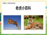 幼儿园小班美术课 第四课《萌虎出山》课件+教案