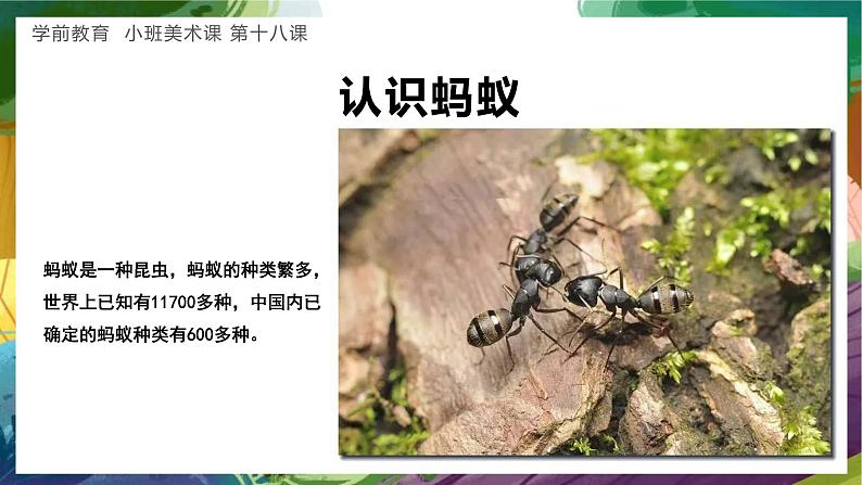 学前教育小班美术课《蚂蚁的穴洞》课件第3页