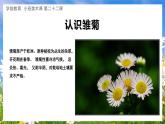 幼儿园小班美术课 第二十二课《小雏菊》课件+教案