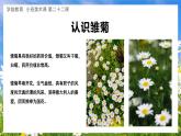幼儿园小班美术课 第二十二课《小雏菊》课件+教案
