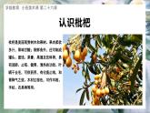 幼儿园小班美术课 第二十六课《枇杷果果》课件+教案