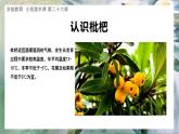 幼儿园小班美术课 第二十六课《枇杷果果》课件+教案