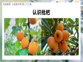 幼儿园小班美术课 第二十六课《枇杷果果》课件+教案