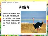幼儿园小班美术课 第二十七课《大眼鸵鸟》课件+教案
