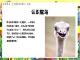 幼儿园小班美术课 第二十七课《大眼鸵鸟》课件+教案