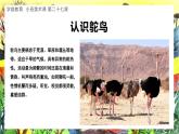 幼儿园小班美术课 第二十七课《大眼鸵鸟》课件+教案
