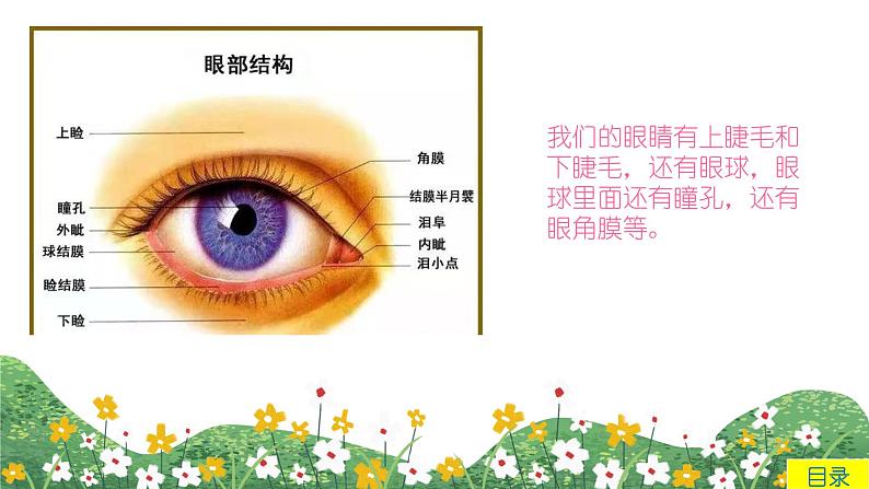 中班健康领域活动《小眼睛亮晶晶》课件＋教案04